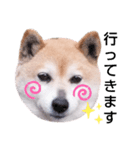 柴犬  さくら（個別スタンプ：5）