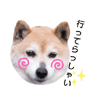 柴犬  さくら（個別スタンプ：6）
