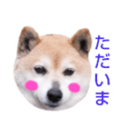 柴犬  さくら（個別スタンプ：7）