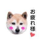 柴犬  さくら（個別スタンプ：9）