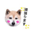 柴犬  さくら（個別スタンプ：10）