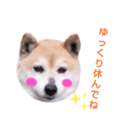 柴犬  さくら（個別スタンプ：11）