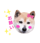 柴犬  さくら（個別スタンプ：12）