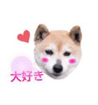 柴犬  さくら（個別スタンプ：13）