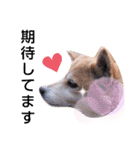 柴犬  さくら（個別スタンプ：14）