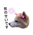 柴犬  さくら（個別スタンプ：15）