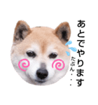 柴犬  さくら（個別スタンプ：16）