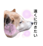 柴犬  さくら（個別スタンプ：17）
