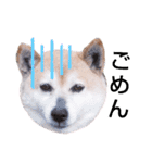 柴犬  さくら（個別スタンプ：18）