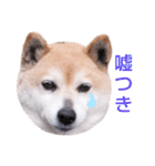 柴犬  さくら（個別スタンプ：19）