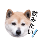 柴犬  さくら（個別スタンプ：20）