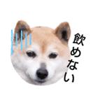 柴犬  さくら（個別スタンプ：21）