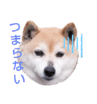 柴犬  さくら（個別スタンプ：22）