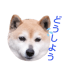 柴犬  さくら（個別スタンプ：23）