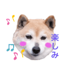柴犬  さくら（個別スタンプ：24）