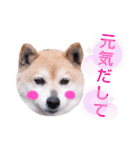柴犬  さくら（個別スタンプ：25）