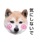 柴犬  さくら（個別スタンプ：26）