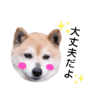 柴犬  さくら（個別スタンプ：27）