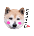 柴犬  さくら（個別スタンプ：28）