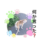 柴犬  さくら（個別スタンプ：29）
