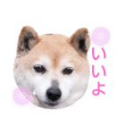 柴犬  さくら（個別スタンプ：30）