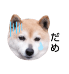 柴犬  さくら（個別スタンプ：31）