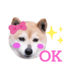 柴犬  さくら（個別スタンプ：32）