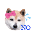 柴犬  さくら（個別スタンプ：33）