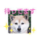 柴犬  さくら（個別スタンプ：34）