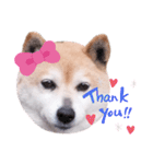 柴犬  さくら（個別スタンプ：36）