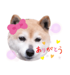 柴犬  さくら（個別スタンプ：37）