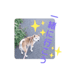 柴犬  さくら（個別スタンプ：38）