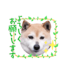 柴犬  さくら（個別スタンプ：39）