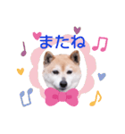 柴犬  さくら（個別スタンプ：40）