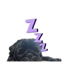 PUG BILLY（個別スタンプ：3）