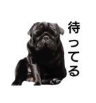 PUG BILLY（個別スタンプ：5）