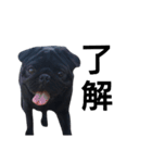 PUG BILLY（個別スタンプ：6）