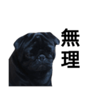 PUG BILLY（個別スタンプ：7）