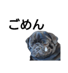 PUG BILLY（個別スタンプ：9）