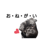 PUG BILLY（個別スタンプ：10）