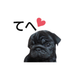 PUG BILLY（個別スタンプ：11）