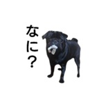 PUG BILLY（個別スタンプ：12）