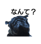 PUG BILLY（個別スタンプ：13）