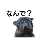 PUG BILLY（個別スタンプ：14）