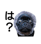 PUG BILLY（個別スタンプ：15）