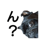 PUG BILLY（個別スタンプ：16）