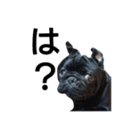 PUG BILLY（個別スタンプ：17）