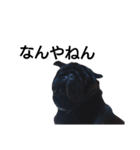 PUG BILLY（個別スタンプ：18）