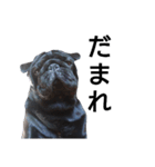 PUG BILLY（個別スタンプ：19）