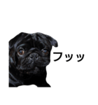 PUG BILLY（個別スタンプ：20）